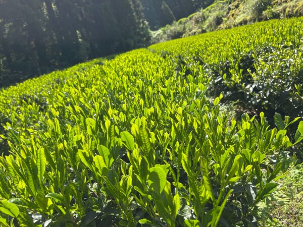 釜炒り茶　ほくめい（ポスト便対象） - 画像 (3)