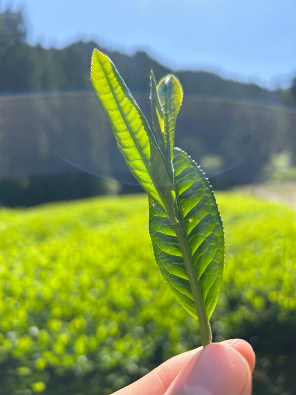 釜炒り茶　ほくめい（ポスト便対象） - 画像 (2)