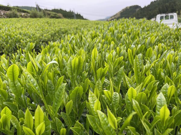 春摘み　香駿烏龍茶（ポスト便対象） - 画像 (3)