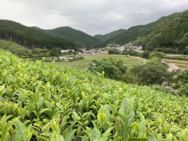 夏摘み在来紅茶リーフ（ポスト便対象） - 画像 (5)