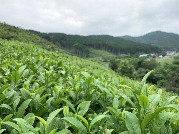 夏摘み在来紅茶TB（ポスト便対象） - 画像 (5)