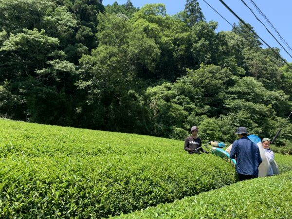 初摘み新茶・釜炒り茶（ポスト便対象) - 画像 (2)