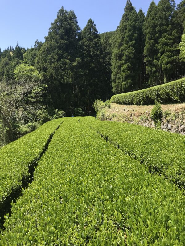 和紅茶　春摘み香駿BOPリーフタイプ(ポスト便対象) - 画像 (2)