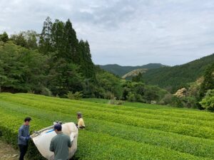 べにふうき茶摘み